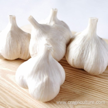 Supply Crop Normal White Fresh Garlic